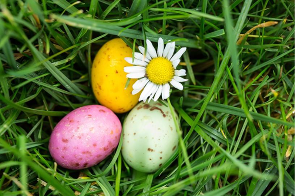 pink, yellow and light green eggs in a nest of grass with a daisy