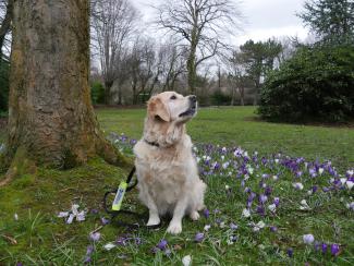 Assistance dog Echo