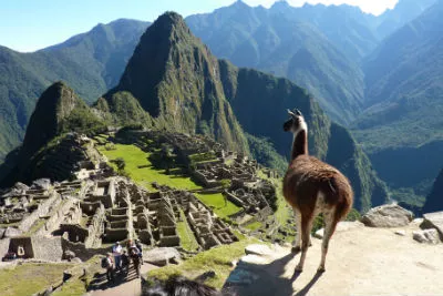 Llama overseas